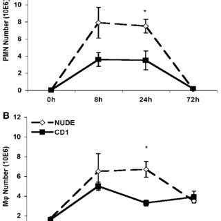 Nude Mice Exhibit An Increased Pmn And Monocyte M Influx Following Btg