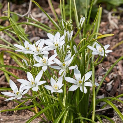 Estrella De Bel N Cuidados Y Consejos Para Una Flor Hermosa Teleflor