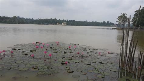 Danau Buatan Limbungan Pekanbaru