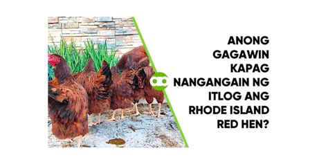 Anong Gagawin Kapag Nangangain Ng Itlog Ang Rhode Island Red Hen