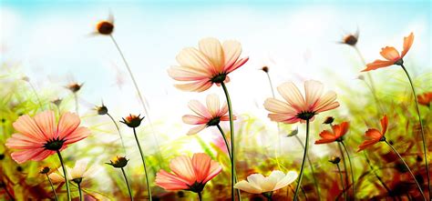 Fundo De Flores Lindas Da Natureza Hd Wallpaper Pxfuel