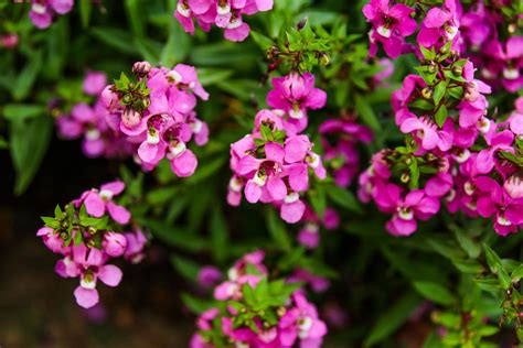 How to Grow and Care for Angelonia