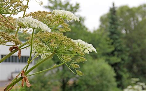 Giftige Pflanze Riesenbärenklau ist in der Eifel ein Problem