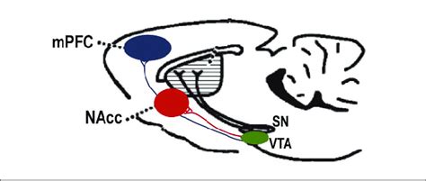 Mesocorticolimbic Dopamine System In The Rodent Brain The Diagram