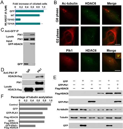 Plk Binds To And Activates Hdac To Promote Tubulin Deacetylation A