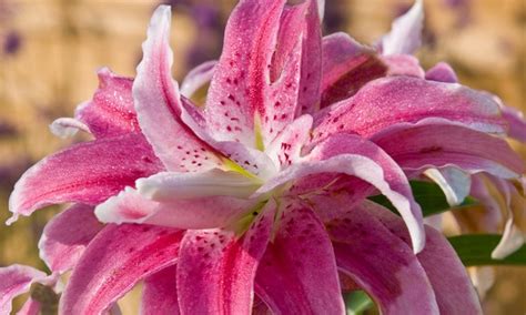 Three Giant Tree Lily Bulbs | Groupon Goods