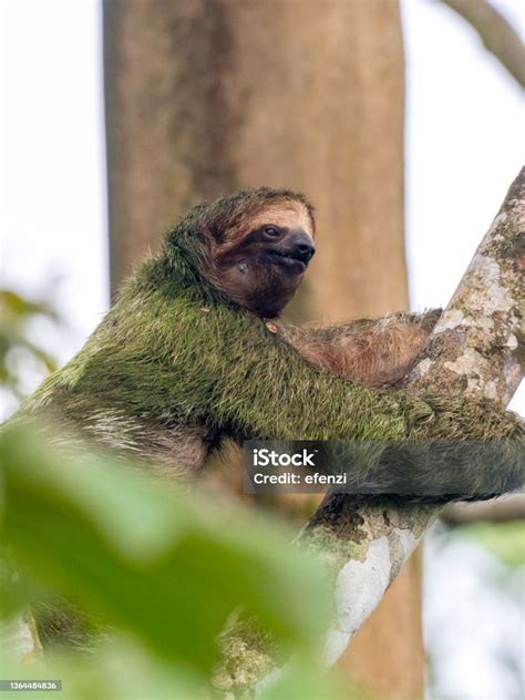 Brownthroated Threetoed Sloth Hugging Tree Trunk Stock Photo - Download ...