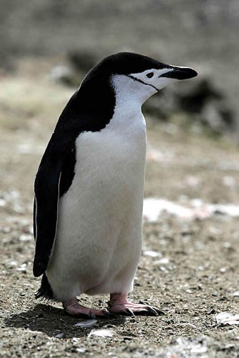 Picture Information: Chinstrap Penguin in Antarctica