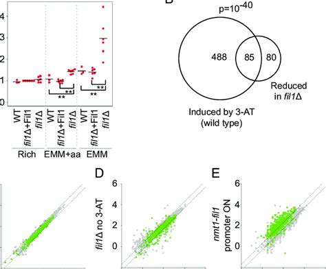 Characterization Of Fil1Δ Mutants A Relative Growth Rates Of