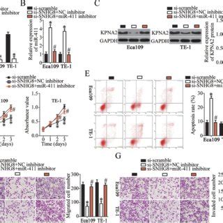 Kpna Is Validated As A Direct Target Gene Of Mir In Escc Cells