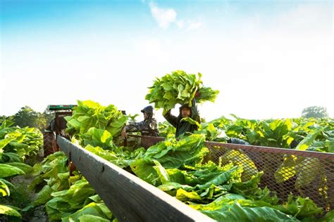 The Fascinating Journey of Tobacco Harvesting: From Field to Cigar | Mr ...