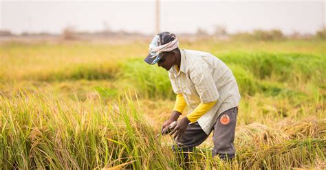 Promoting West African Rice The Crucial Role Of Coherent Trade