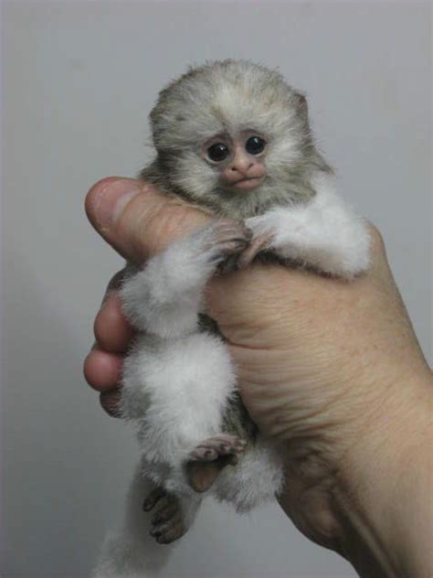 Albino Pygmy Marmoset Monkeys