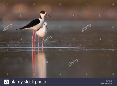 Black winged Stilt Stelzenläufer Himantopus himantopus ssp