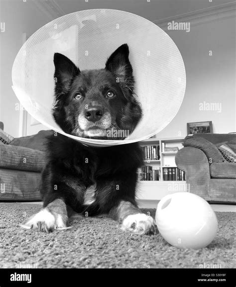 Wearing the cone of shame Stock Photo - Alamy