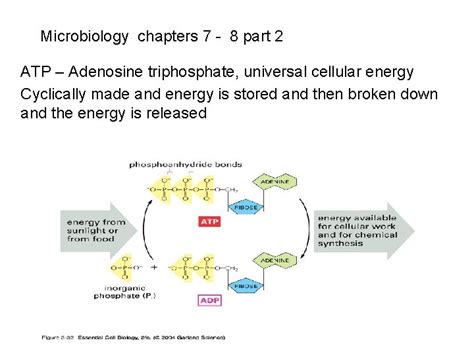 Microbiology Chapter Microbial Growth Bacteria Reproduce