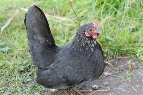 Bantam Chicken Breeds List | Benefits of Having Banty