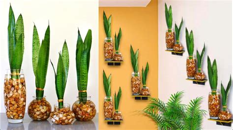 How To Grow Snake Plant In Water Decorate Snake Plant Indoor