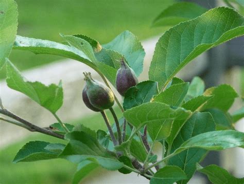 Alberi Da Frutto Come Mantenerli Sani E Produttivi InOrto Guida