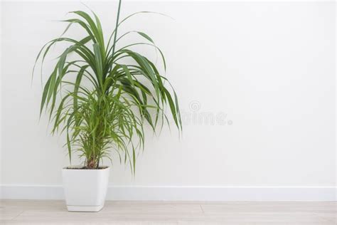 Palm Tree at Home, Indoor Plants Stock Image - Image of design, natural ...