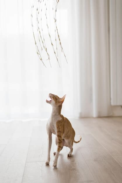 Premium Photo Favorite Ginger Cat Cornish Rex Is Closely Watching The