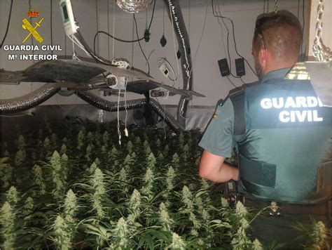 La Guardia Civil Desmantela Una Plantaci N Indoor De Marihuana En