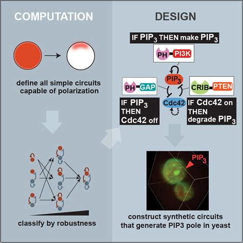 Designing Synthetic Regulatory Networks Capable Of Self Organizing Cell Polarization Cell