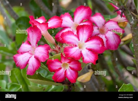 Flowers Of Desert Rose Adenium Obesum Mombasa Kenya Stock Photo Alamy