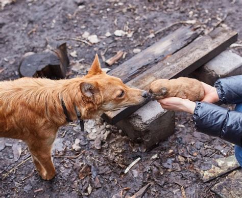 Un pequeño perro negro yace en las manos de una niña manos femeninas