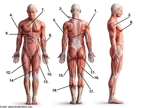 Muscle Man Diagram Diagram Quizlet