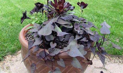 Sweet Potato Vine How To Grow These Gorgeous Flowing Vines