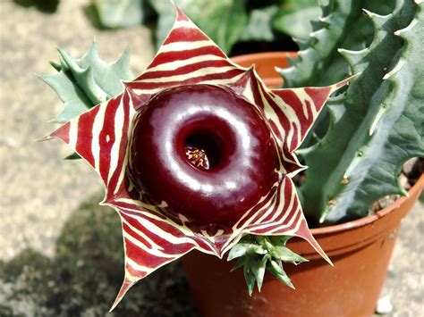 Huernia Zebrina Guia Completo Desta Suculenta Guia Das Suculentas