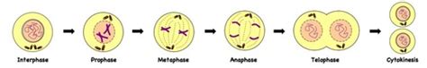 Flashcards Genetics Terms Codon Chart Protein Synthesis Structure Of