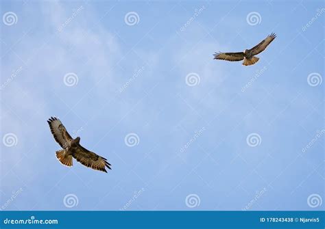 Close Up of Pair of Common Buzzards Circling in the Sky Stock Photo ...