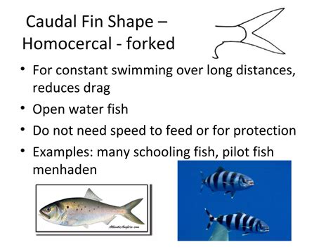 Fish Morphology Powerpoint Ppt