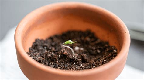 How To Germinate Seeds In Paper Towels Viva Paper Towels