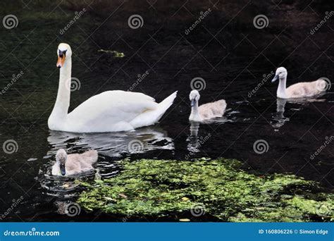 A View Of A Mute Swan With Cygnets Stock Photo Image Of Turtle Bill