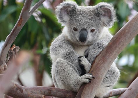 Kde koala žije a čím se živí?