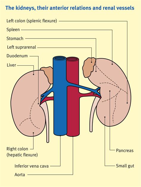 The Anatomy Of The Kidney And Ureter Anaesthesia And Intensive Care