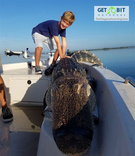 Gator Hunts Gallery – Trophy Florida Gator Hunting By Get Bit OutDoors