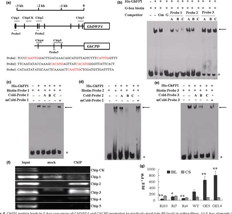 Figure 1 From A Basic Helix Loop Helix BHLH Protein GhFP1 Promotes