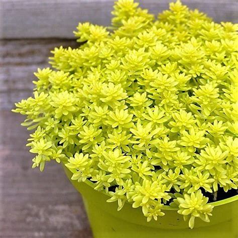 The Ultimate Guide To Sedum Oro Care Tips And Tricks For Growing This