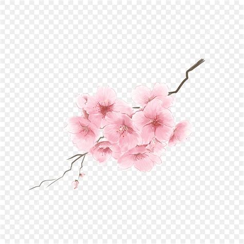 Pink Cherry Blossoms Png Picture Pink Cherry Flower Group Watercolor