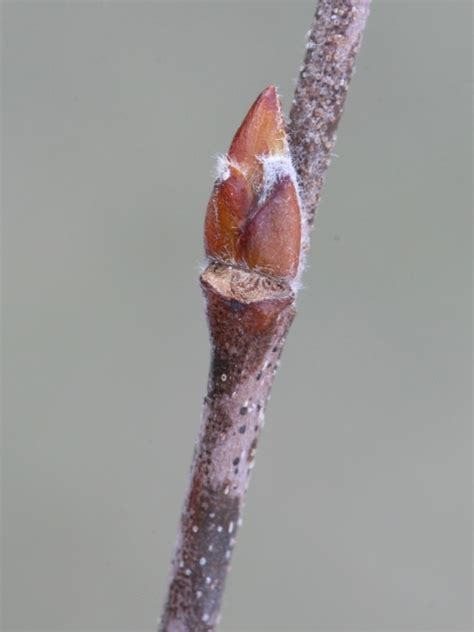 Betula Nigra River Birch Go Botany