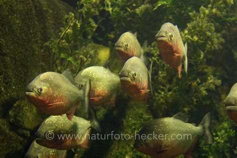 Piranha Naturfoto Frank Hecker