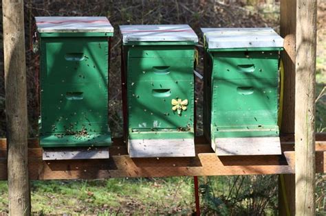 Sun And Shade For Bees What Is The Right Mix Honey Bee Hives Bee