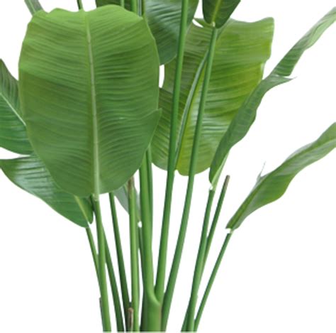 Planta Artificial Strelitzia Nicolai 165 Cm Easyplants