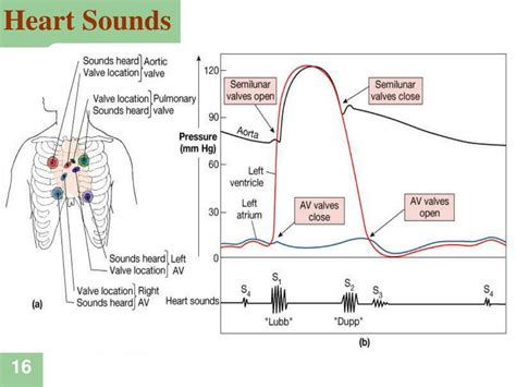 PPT Heart Pump And Cardiac Cycle PowerPoint Presentation Free