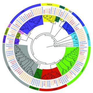 Combined Phylogenetic Analysis Of GRAS Proteins From Arabidopsis Rice