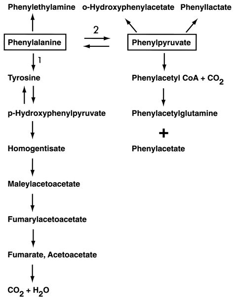 Phenylalanine Hydroxylase Pathway